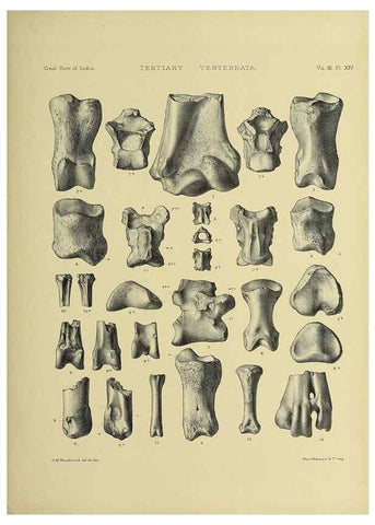 Reproducción/Reproduction 49498611776: Indian Tertiary and post Tertiary Vertebrata.. Calcutta :Geological Survey Office [etc., etc.],1874-1902.. 