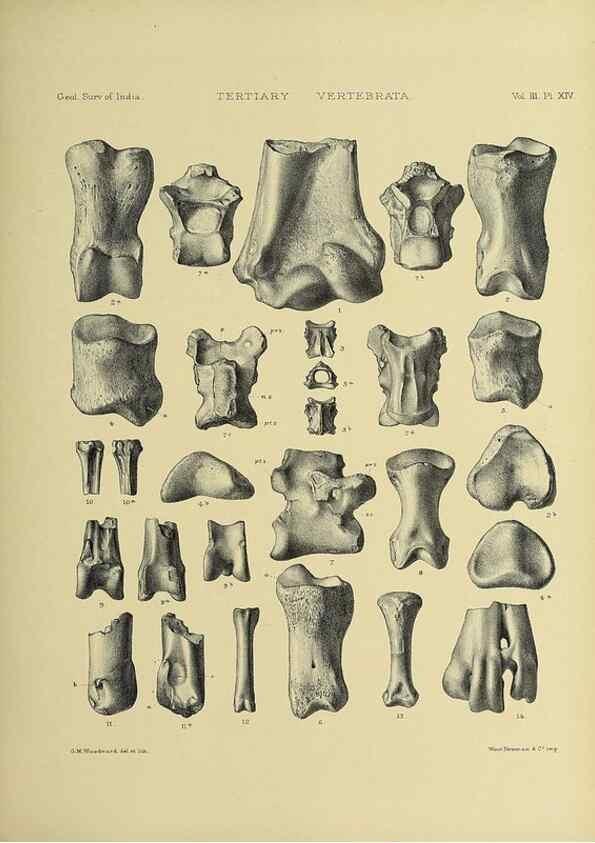 Reproducción/Reproduction 49498611776: Indian Tertiary and post Tertiary Vertebrata.. Calcutta :Geological Survey Office [etc., etc.],1874-1902.. 