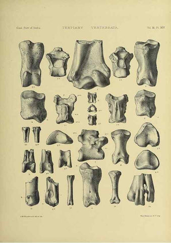 Reproducción/Reproduction 49498611776: Indian Tertiary and post Tertiary Vertebrata.. Calcutta :Geological Survey Office [etc., etc.],1874-1902.. 