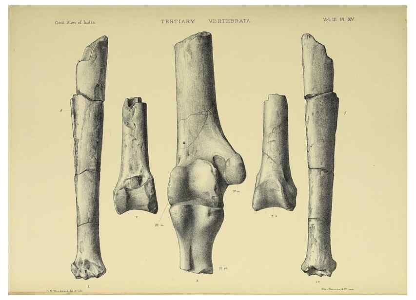 Reproducción/Reproduction 49498115498: Indian Tertiary and post Tertiary Vertebrata.. Calcutta :Geological Survey Office [etc., etc.],1874-1902.. 