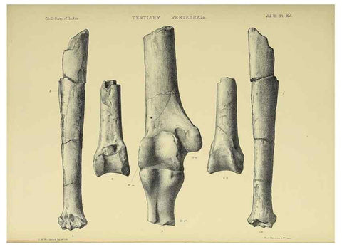 Reproducción/Reproduction 49498115498: Indian Tertiary and post Tertiary Vertebrata.. Calcutta :Geological Survey Office [etc., etc.],1874-1902.. 