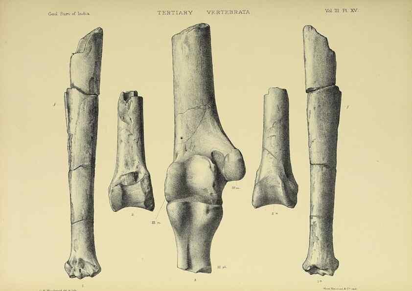 Reproducción/Reproduction 49498115498: Indian Tertiary and post Tertiary Vertebrata.. Calcutta :Geological Survey Office [etc., etc.],1874-1902.. 