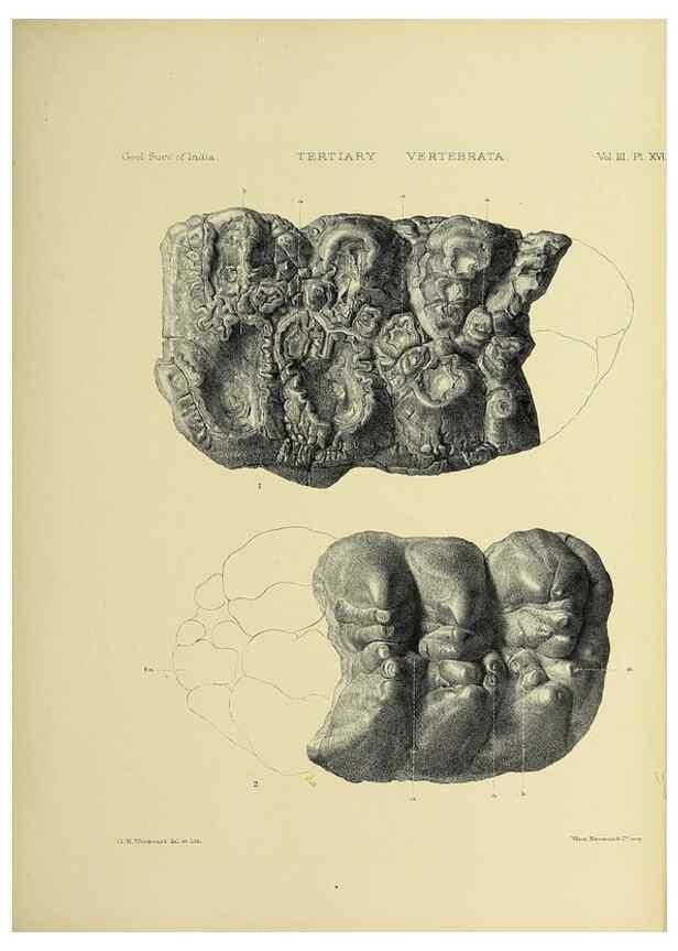 Reproducción/Reproduction 49498612536: Indian Tertiary and post Tertiary Vertebrata.. Calcutta :Geological Survey Office [etc., etc.],1874-1902.. 