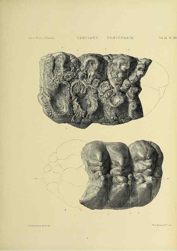Reproducción/Reproduction 49498612536: Indian Tertiary and post Tertiary Vertebrata.. Calcutta :Geological Survey Office [etc., etc.],1874-1902.. 