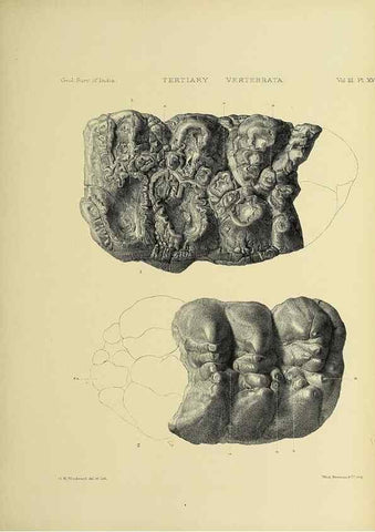 Reproducción/Reproduction 49498612536: Indian Tertiary and post Tertiary Vertebrata.. Calcutta :Geological Survey Office [etc., etc.],1874-1902.. 
