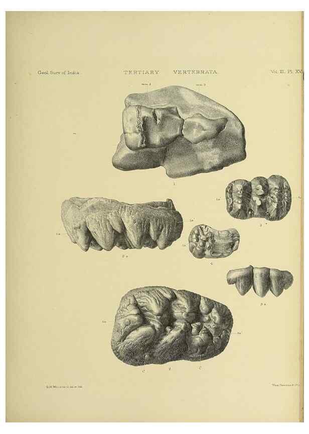 Reproducción/Reproduction 49498616411: Indian Tertiary and post Tertiary Vertebrata.. Calcutta :Geological Survey Office [etc., etc.],1874-1902.. 