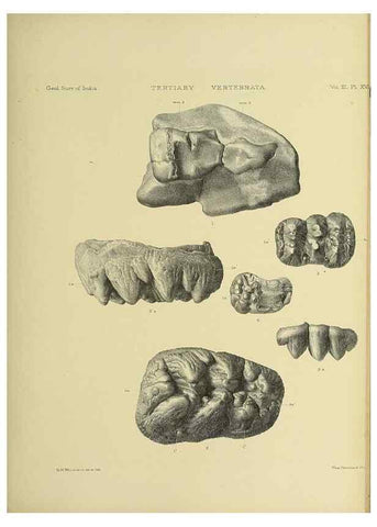 Reproducción/Reproduction 49498616411: Indian Tertiary and post Tertiary Vertebrata.. Calcutta :Geological Survey Office [etc., etc.],1874-1902.. 