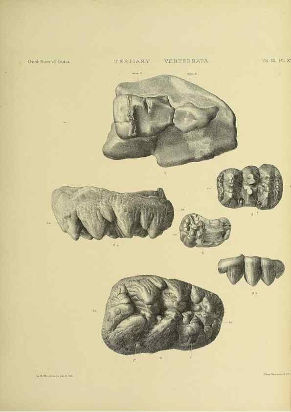 Reproducción/Reproduction 49498616411: Indian Tertiary and post Tertiary Vertebrata.. Calcutta :Geological Survey Office [etc., etc.],1874-1902.. 