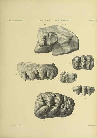 Reproducción/Reproduction 49498616411: Indian Tertiary and post Tertiary Vertebrata.. Calcutta :Geological Survey Office [etc., etc.],1874-1902.. 