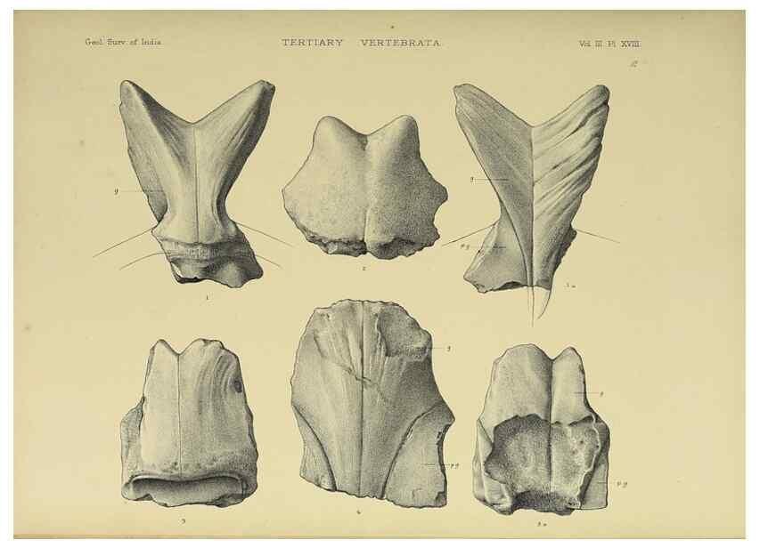 Reproducción/Reproduction 49498842812: Indian Tertiary and post Tertiary Vertebrata.. Calcutta :Geological Survey Office [etc., etc.],1874-1902.. 