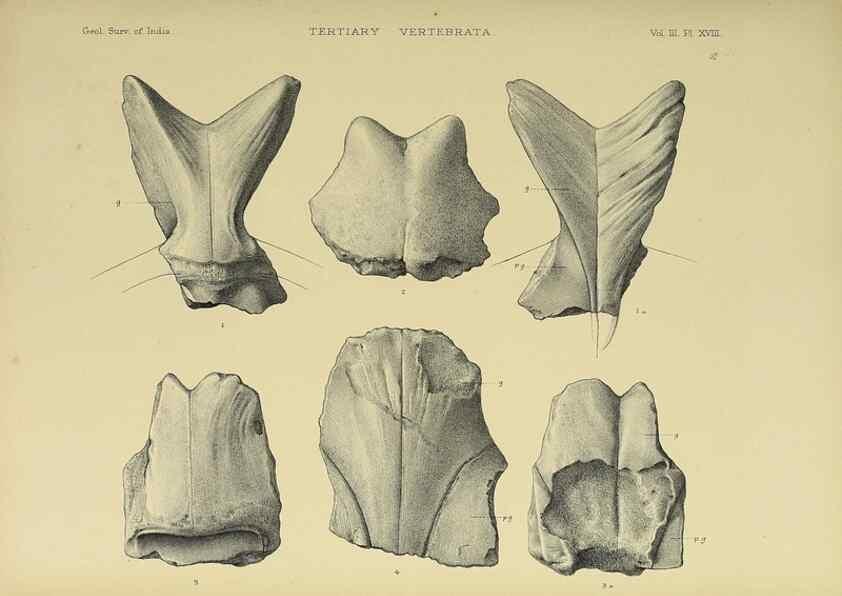 Reproducción/Reproduction 49498842812: Indian Tertiary and post Tertiary Vertebrata.. Calcutta :Geological Survey Office [etc., etc.],1874-1902.. 