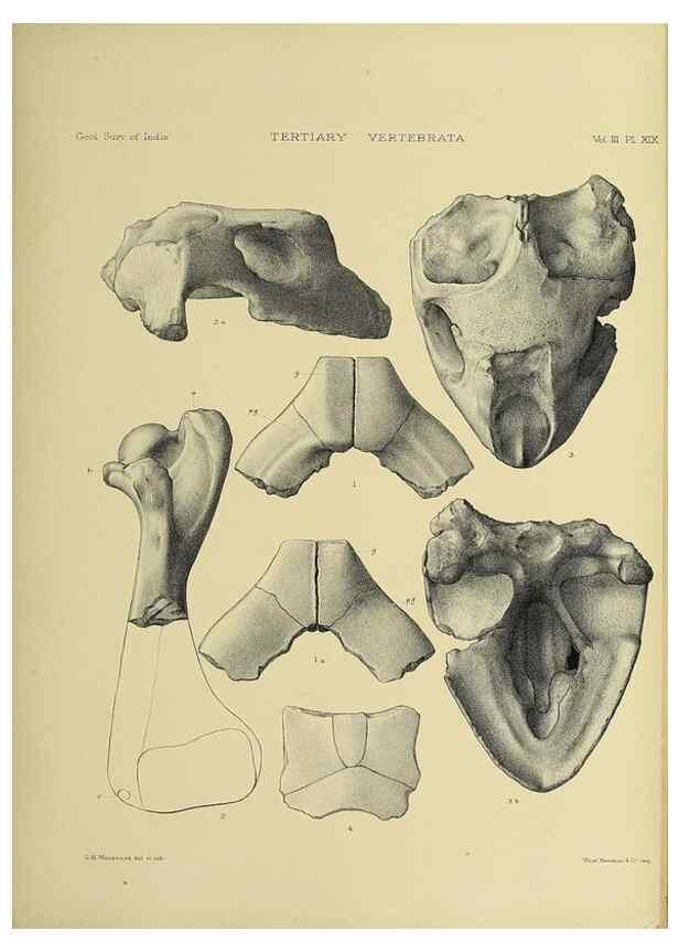 Reproducción/Reproduction 49498619101: Indian Tertiary and post Tertiary Vertebrata.. Calcutta :Geological Survey Office [etc., etc.],1874-1902.. 
