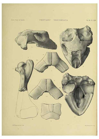 Reproducción/Reproduction 49498619101: Indian Tertiary and post Tertiary Vertebrata.. Calcutta :Geological Survey Office [etc., etc.],1874-1902.. 