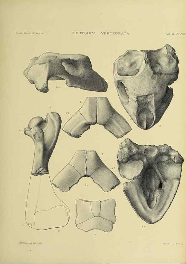 Reproducción/Reproduction 49498619101: Indian Tertiary and post Tertiary Vertebrata.. Calcutta :Geological Survey Office [etc., etc.],1874-1902.. 