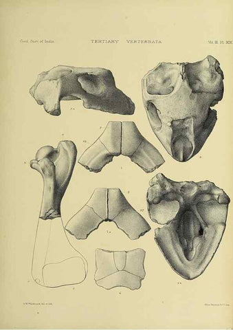 Reproducción/Reproduction 49498619101: Indian Tertiary and post Tertiary Vertebrata.. Calcutta :Geological Survey Office [etc., etc.],1874-1902.. 