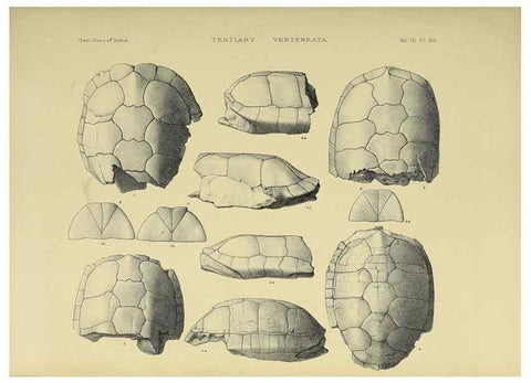Reproducción/Reproduction 49498619606: Indian Tertiary and post Tertiary Vertebrata.. Calcutta :Geological Survey Office [etc., etc.],1874-1902.. 
