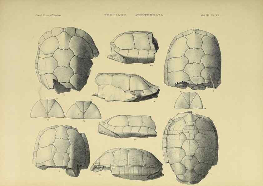 Reproducción/Reproduction 49498619606: Indian Tertiary and post Tertiary Vertebrata.. Calcutta :Geological Survey Office [etc., etc.],1874-1902.. 