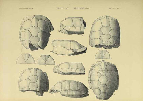 Reproducción/Reproduction 49498619606: Indian Tertiary and post Tertiary Vertebrata.. Calcutta :Geological Survey Office [etc., etc.],1874-1902.. 