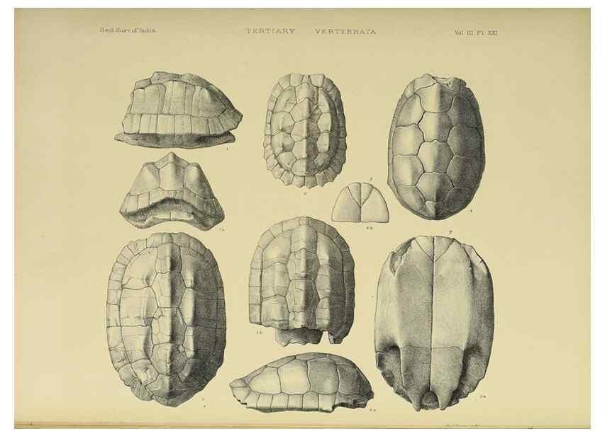 Reproducción/Reproduction 49498845992: Indian Tertiary and post Tertiary Vertebrata.. Calcutta :Geological Survey Office [etc., etc.],1874-1902.. 