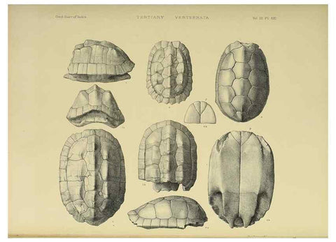 Reproducción/Reproduction 49498845992: Indian Tertiary and post Tertiary Vertebrata.. Calcutta :Geological Survey Office [etc., etc.],1874-1902.. 