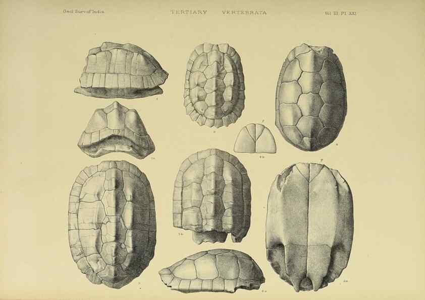 Reproducción/Reproduction 49498845992: Indian Tertiary and post Tertiary Vertebrata.. Calcutta :Geological Survey Office [etc., etc.],1874-1902.. 