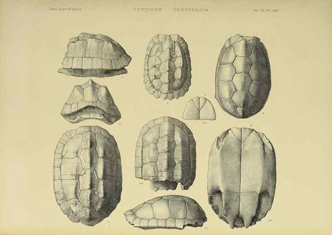 Reproducción/Reproduction 49498845992: Indian Tertiary and post Tertiary Vertebrata.. Calcutta :Geological Survey Office [etc., etc.],1874-1902.. 
