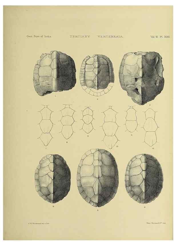 Reproducción/Reproduction 49498620431: Indian Tertiary and post Tertiary Vertebrata.. Calcutta :Geological Survey Office [etc., etc.],1874-1902.. 