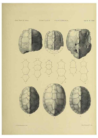 Reproducción/Reproduction 49498620431: Indian Tertiary and post Tertiary Vertebrata.. Calcutta :Geological Survey Office [etc., etc.],1874-1902.. 