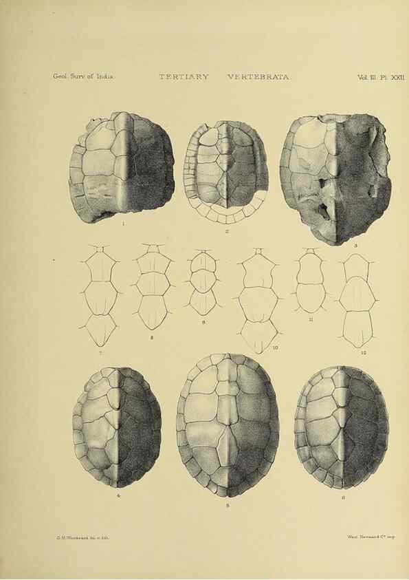 Reproducción/Reproduction 49498620431: Indian Tertiary and post Tertiary Vertebrata.. Calcutta :Geological Survey Office [etc., etc.],1874-1902.. 