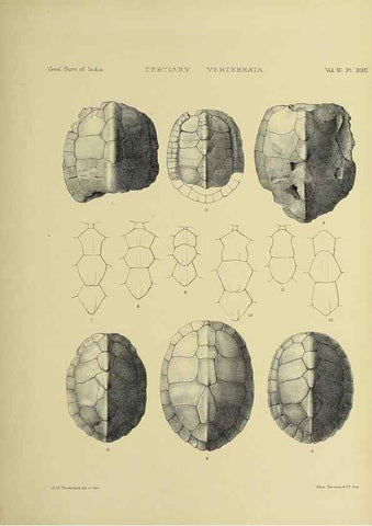 Reproducción/Reproduction 49498620431: Indian Tertiary and post Tertiary Vertebrata.. Calcutta :Geological Survey Office [etc., etc.],1874-1902.. 