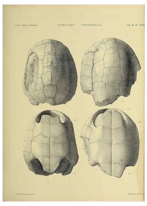 Reproducción/Reproduction 49498847917: Indian Tertiary and post Tertiary Vertebrata.. Calcutta :Geological Survey Office [etc., etc.],1874-1902.. 