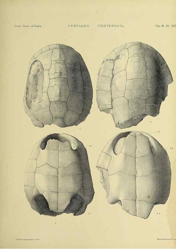 Reproducción/Reproduction 49498847917: Indian Tertiary and post Tertiary Vertebrata.. Calcutta :Geological Survey Office [etc., etc.],1874-1902.. 