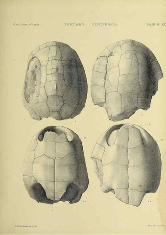 Reproducción/Reproduction 49498847917: Indian Tertiary and post Tertiary Vertebrata.. Calcutta :Geological Survey Office [etc., etc.],1874-1902.. 