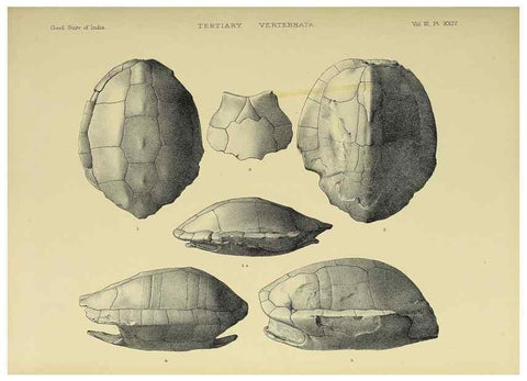 Reproducción/Reproduction 49498622451: Indian Tertiary and post Tertiary Vertebrata.. Calcutta :Geological Survey Office [etc., etc.],1874-1902.. 