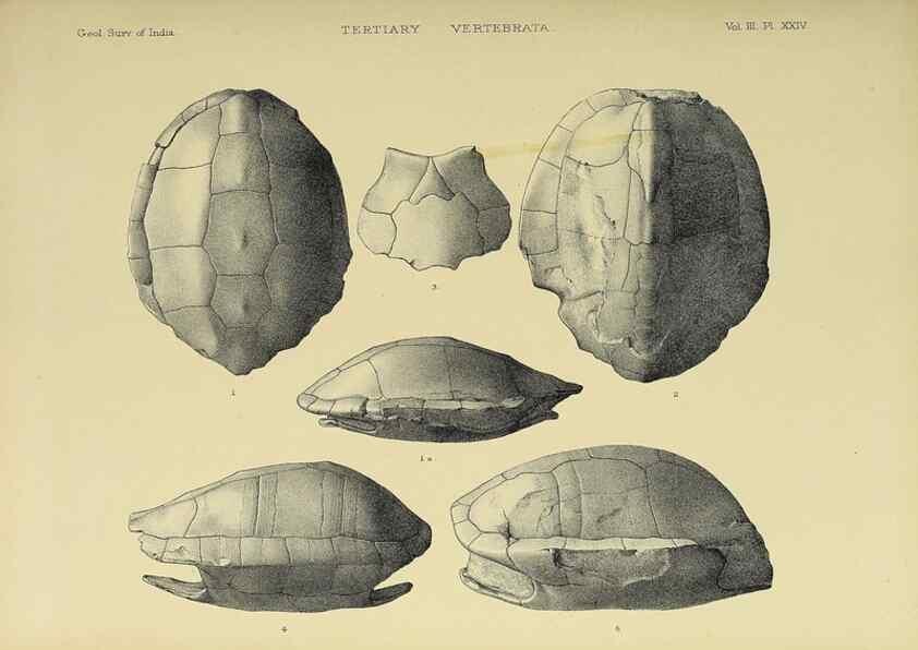Reproducción/Reproduction 49498622451: Indian Tertiary and post Tertiary Vertebrata.. Calcutta :Geological Survey Office [etc., etc.],1874-1902.. 