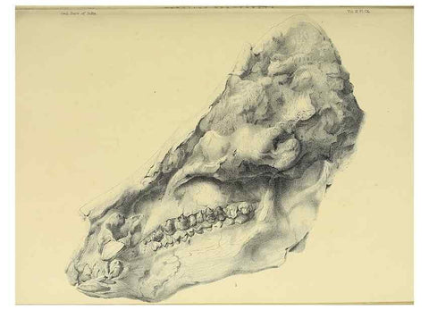 Reproducción/Reproduction 49498834287: Indian Tertiary and post Tertiary Vertebrata.. Calcutta :Geological Survey Office [etc., etc.],1874-1902.. 