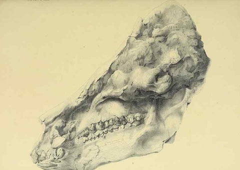Reproducción/Reproduction 49498834287: Indian Tertiary and post Tertiary Vertebrata.. Calcutta :Geological Survey Office [etc., etc.],1874-1902.. 