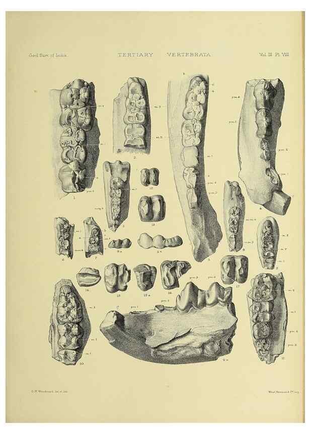 Reproducción/Reproduction 49498111138: Indian Tertiary and post Tertiary Vertebrata.. Calcutta :Geological Survey Office [etc., etc.],1874-1902.. 