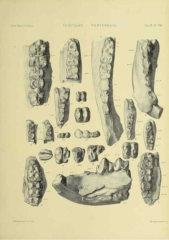Reproducción/Reproduction 49498111138: Indian Tertiary and post Tertiary Vertebrata.. Calcutta :Geological Survey Office [etc., etc.],1874-1902.. 