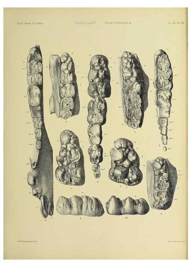 Reproducción/Reproduction 49498110138: Indian Tertiary and post Tertiary Vertebrata.. Calcutta :Geological Survey Office [etc., etc.],1874-1902.. 
