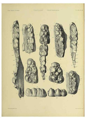 Reproducción/Reproduction 49498110138: Indian Tertiary and post Tertiary Vertebrata.. Calcutta :Geological Survey Office [etc., etc.],1874-1902.. 
