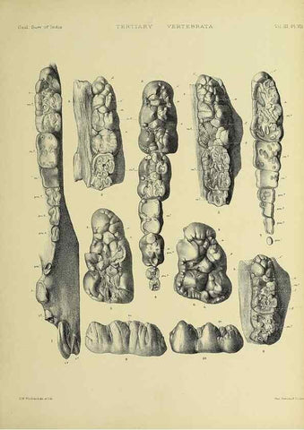 Reproducción/Reproduction 49498110138: Indian Tertiary and post Tertiary Vertebrata.. Calcutta :Geological Survey Office [etc., etc.],1874-1902.. 