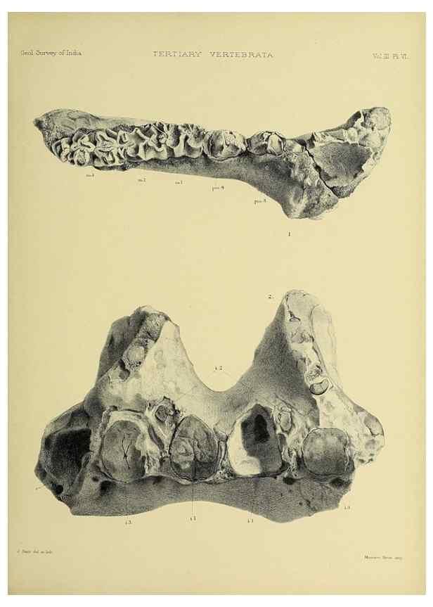 Reproducción/Reproduction 49498606631: Indian Tertiary and post Tertiary Vertebrata.. Calcutta :Geological Survey Office [etc., etc.],1874-1902.. 