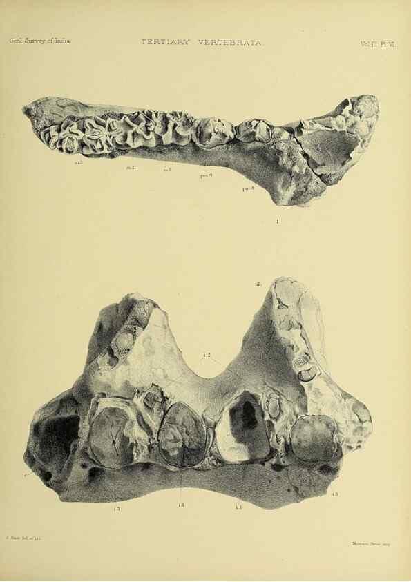 Reproducción/Reproduction 49498606631: Indian Tertiary and post Tertiary Vertebrata.. Calcutta :Geological Survey Office [etc., etc.],1874-1902.. 
