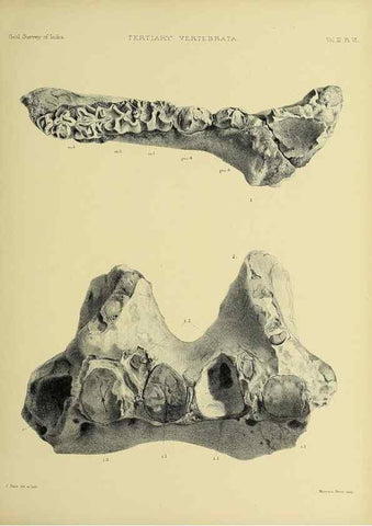 Reproducción/Reproduction 49498606631: Indian Tertiary and post Tertiary Vertebrata.. Calcutta :Geological Survey Office [etc., etc.],1874-1902.. 