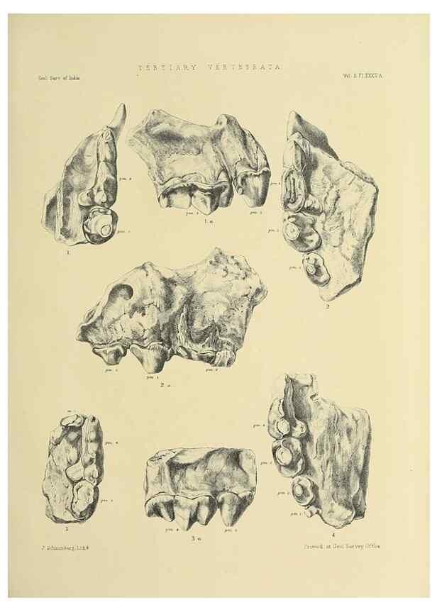 Reproducción/Reproduction 49498778382: Indian Tertiary and post Tertiary Vertebrata.. Calcutta :Geological Survey Office [etc., etc.],1874-1902.. 