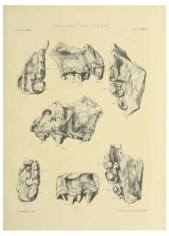 Reproducción/Reproduction 49498778382: Indian Tertiary and post Tertiary Vertebrata.. Calcutta :Geological Survey Office [etc., etc.],1874-1902.. 
