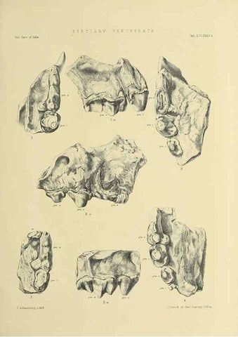 Reproducción/Reproduction 49498778382: Indian Tertiary and post Tertiary Vertebrata.. Calcutta :Geological Survey Office [etc., etc.],1874-1902.. 