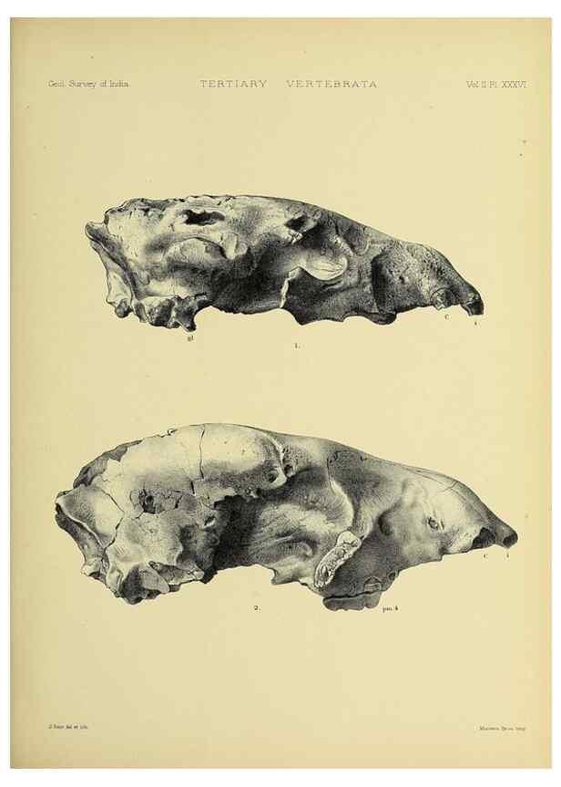 Reproducción/Reproduction 49498553336: Indian Tertiary and post Tertiary Vertebrata.. Calcutta :Geological Survey Office [etc., etc.],1874-1902.. 