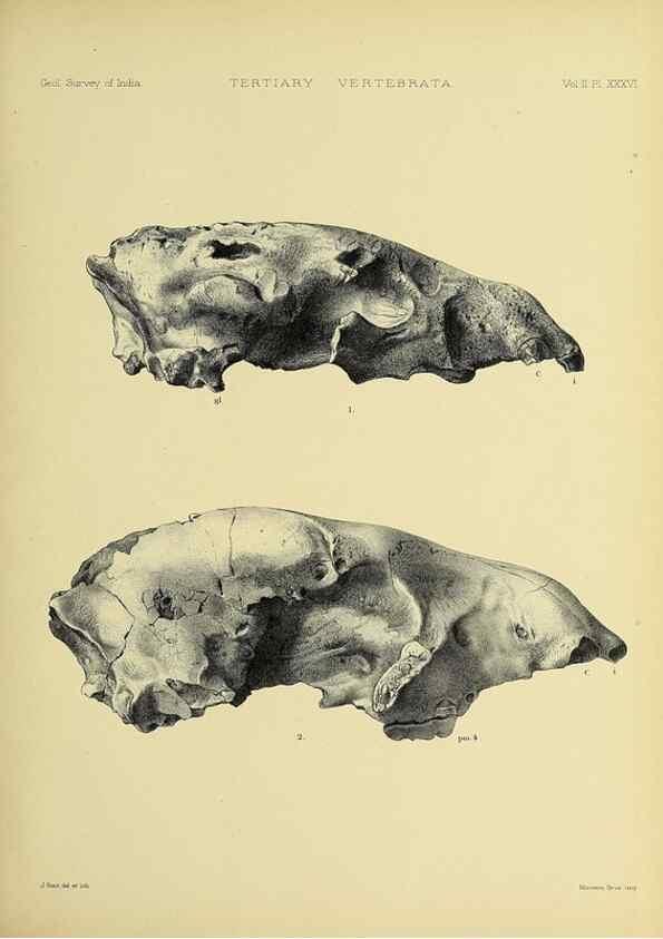 Reproducción/Reproduction 49498553336: Indian Tertiary and post Tertiary Vertebrata.. Calcutta :Geological Survey Office [etc., etc.],1874-1902.. 